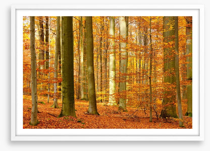 Fall in the beech forest