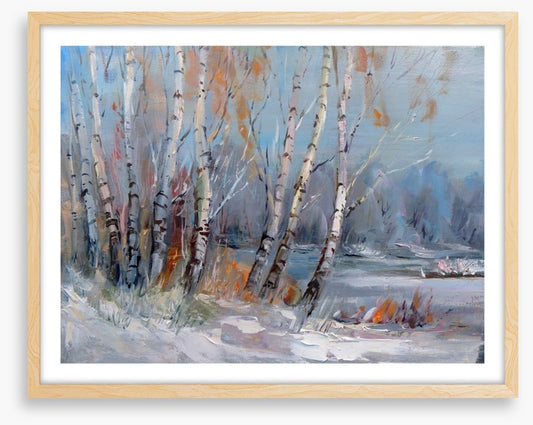 Frozen birch forest