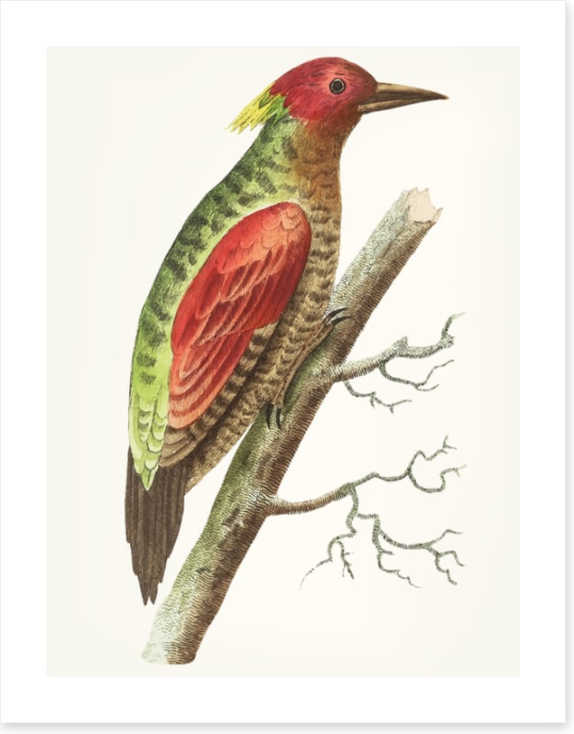 Birds