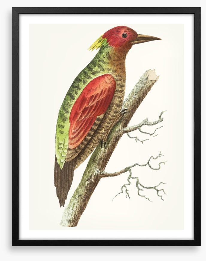 Birds