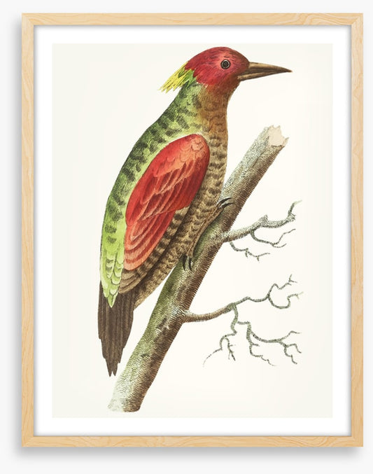 Birds