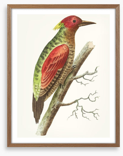 Birds