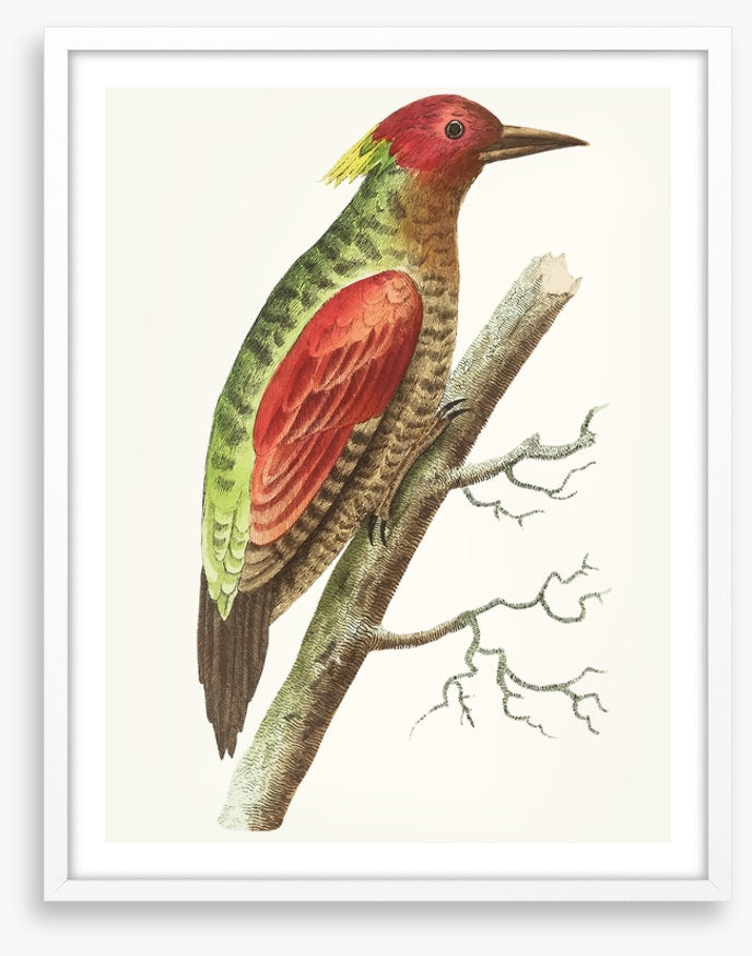 Birds