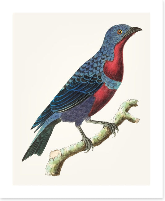 A lone bluebird
