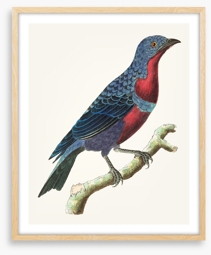A lone bluebird