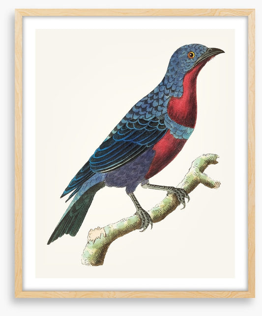 A lone bluebird