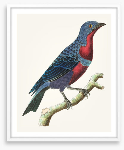 A lone bluebird