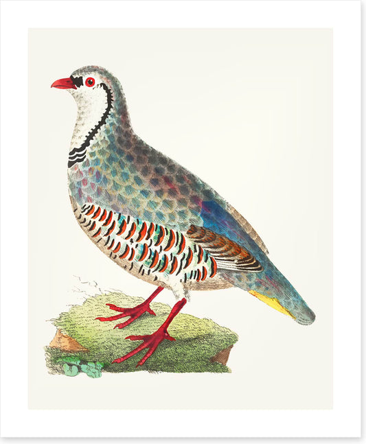 Birds