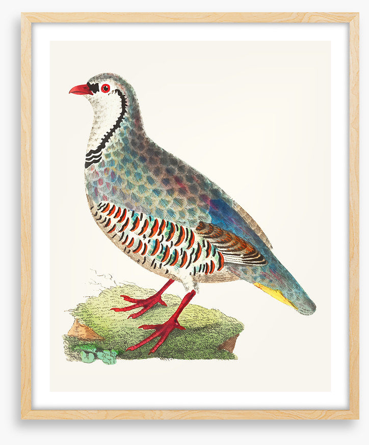 Birds
