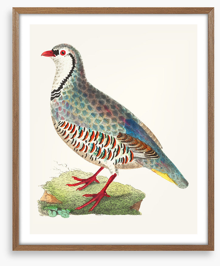 Birds