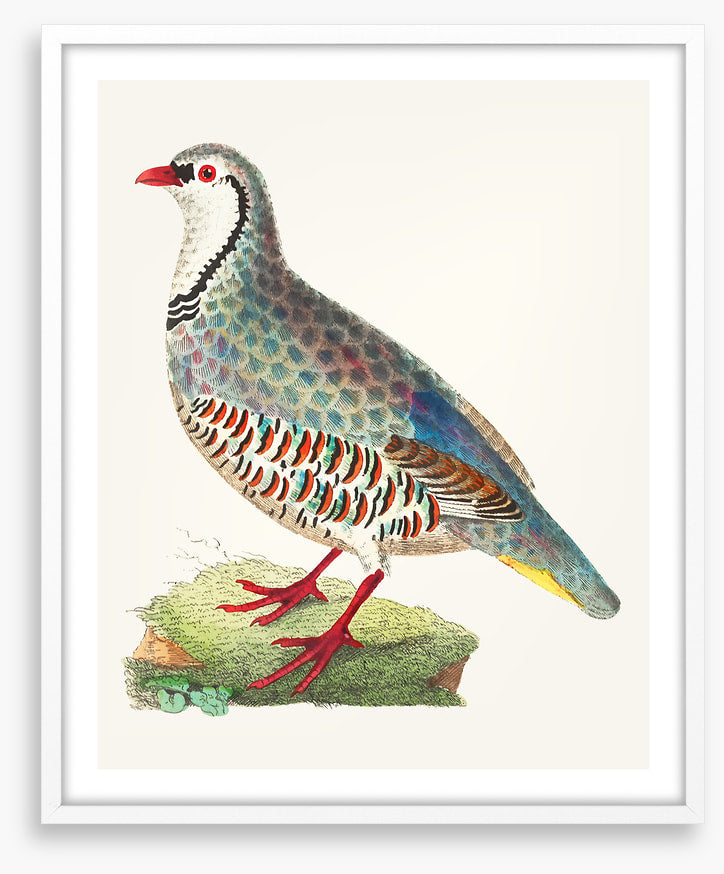 Birds