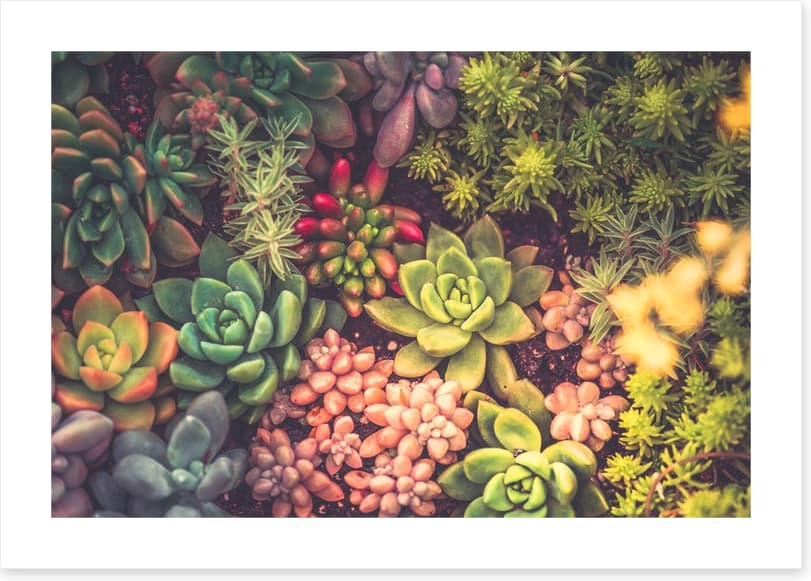 Succulent surprise