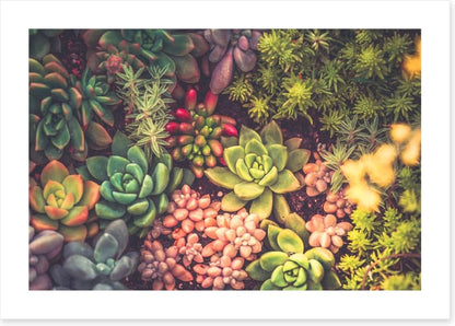 Succulent surprise