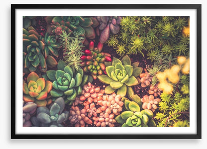 Succulent surprise