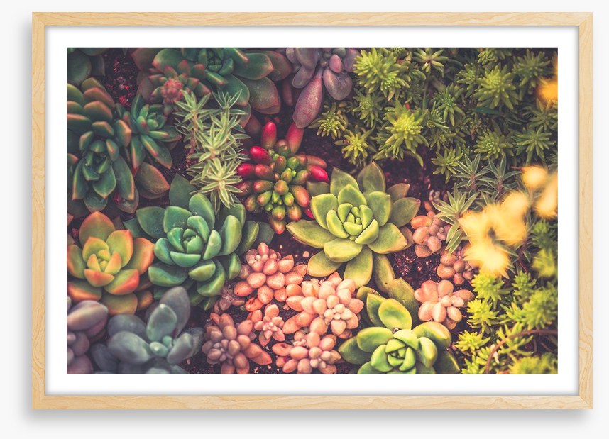 Succulent surprise