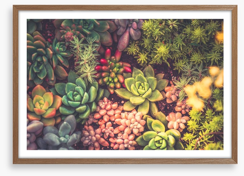 Succulent surprise