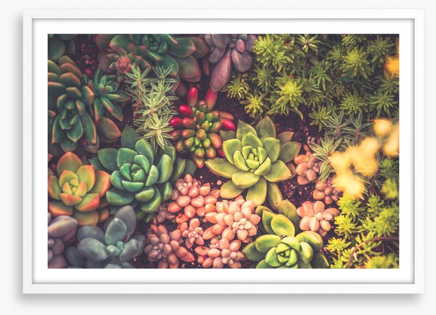 Succulent surprise