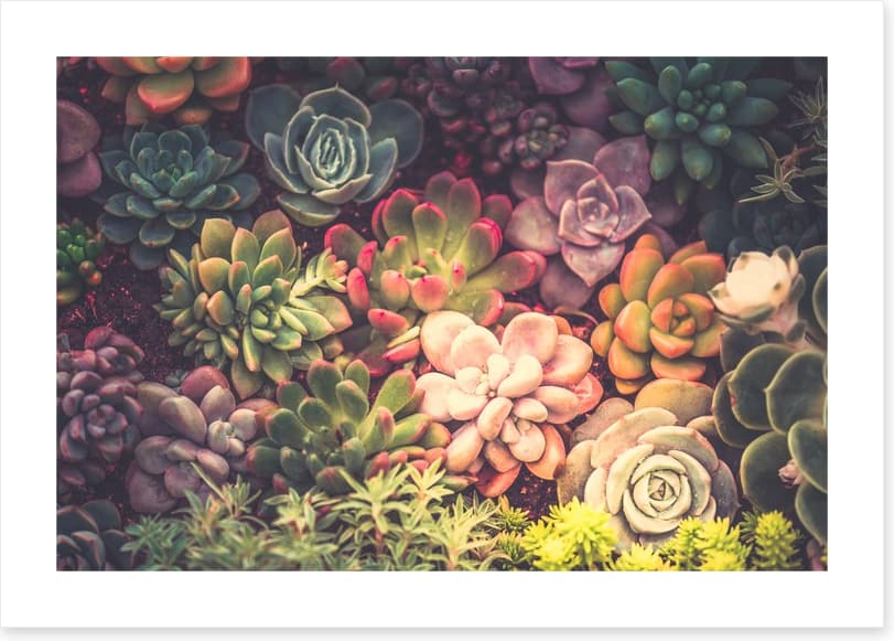 Succulent shadows