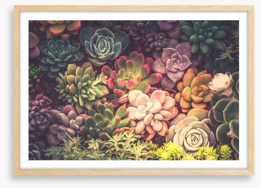 Succulent shadows