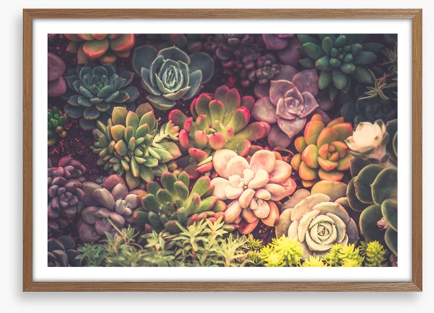 Succulent shadows