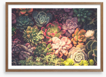Succulent shadows