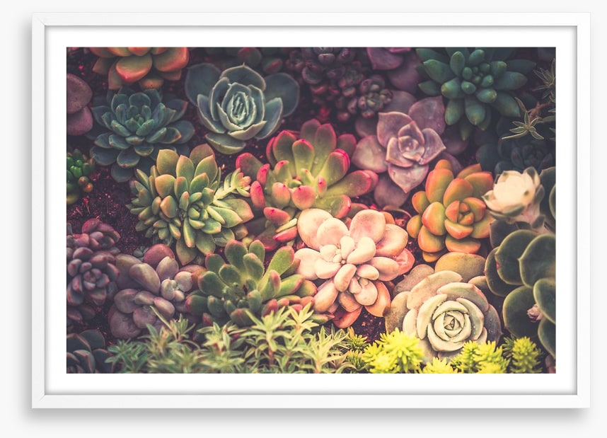Succulent shadows