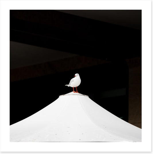 Waiting seagull
