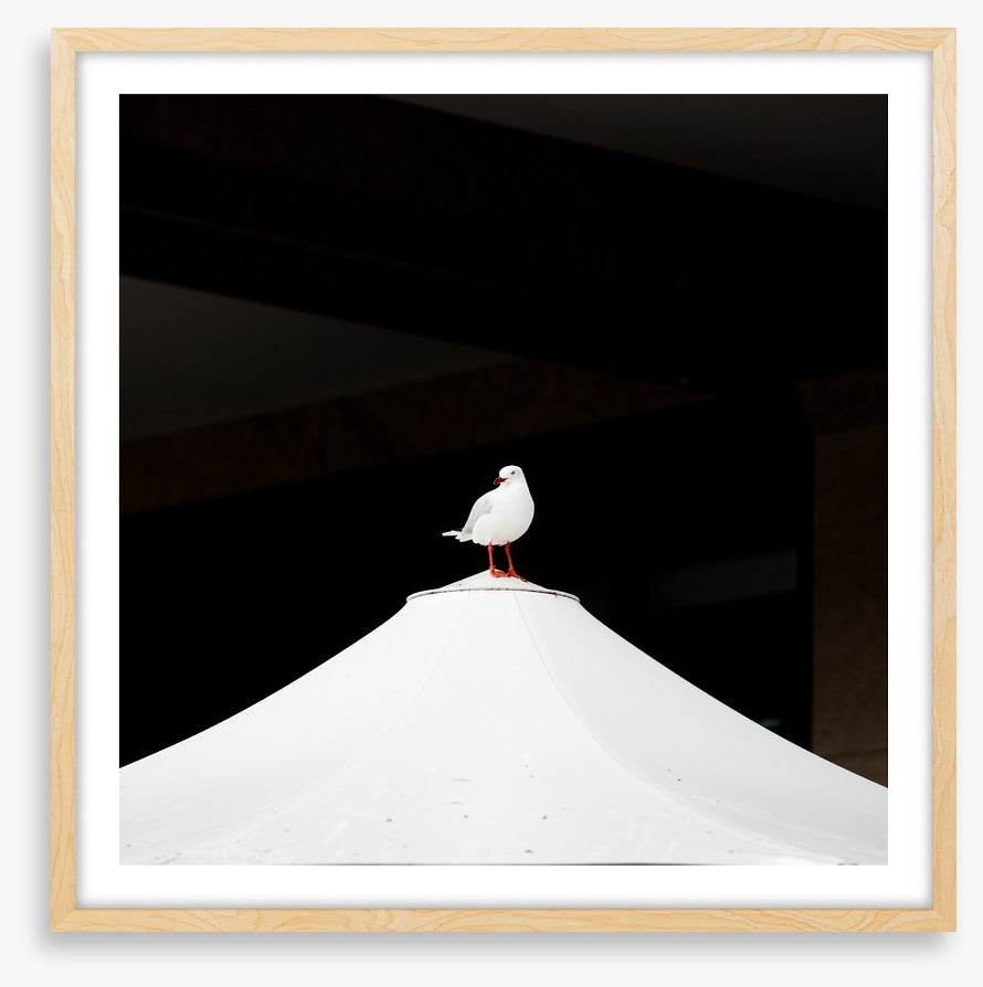 Waiting seagull