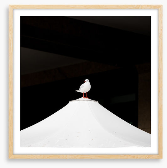 Waiting seagull