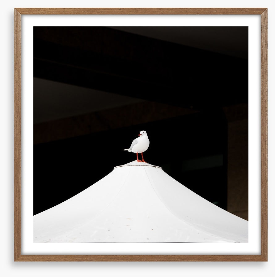 Waiting seagull