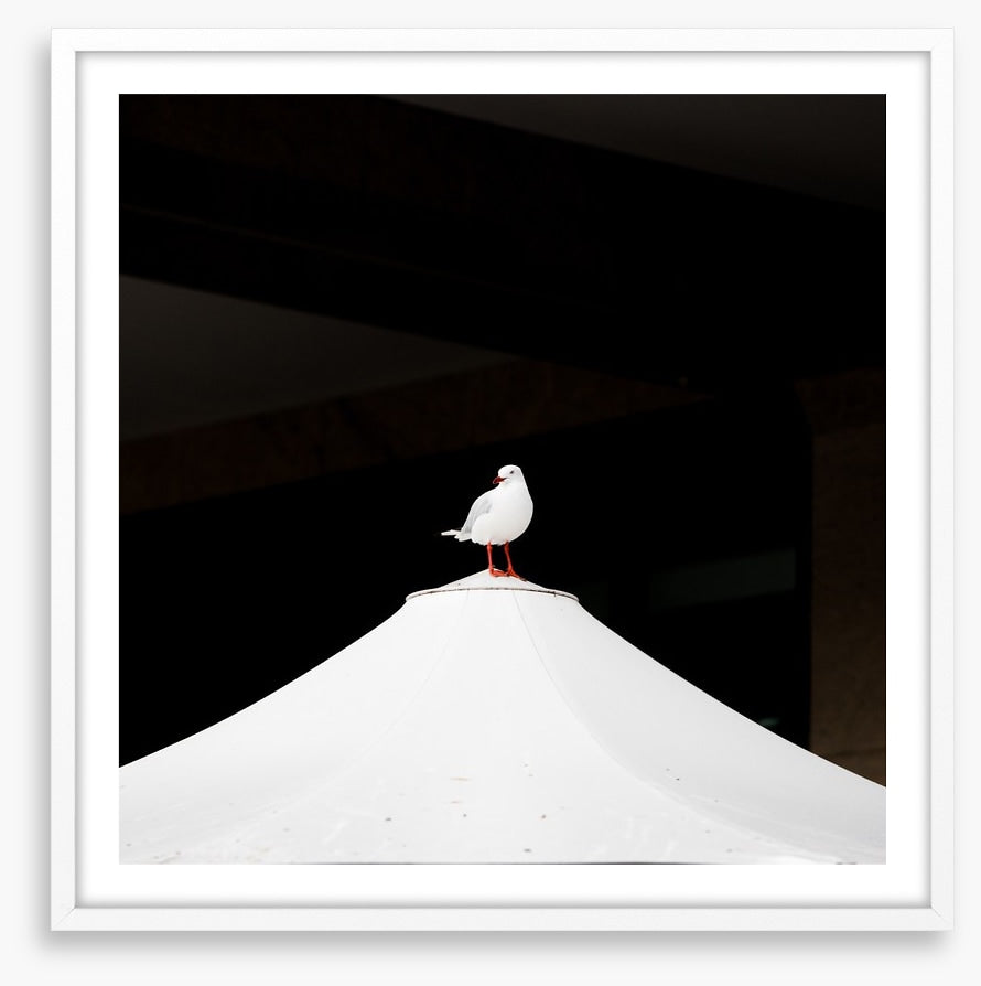 Waiting seagull