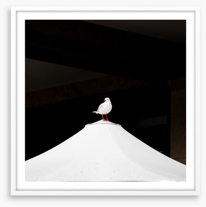 Waiting seagull