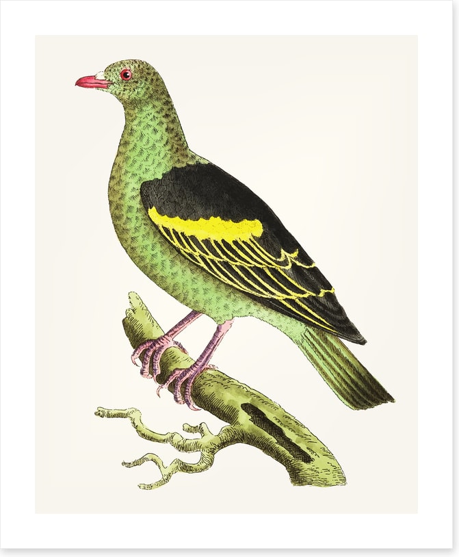 Birds