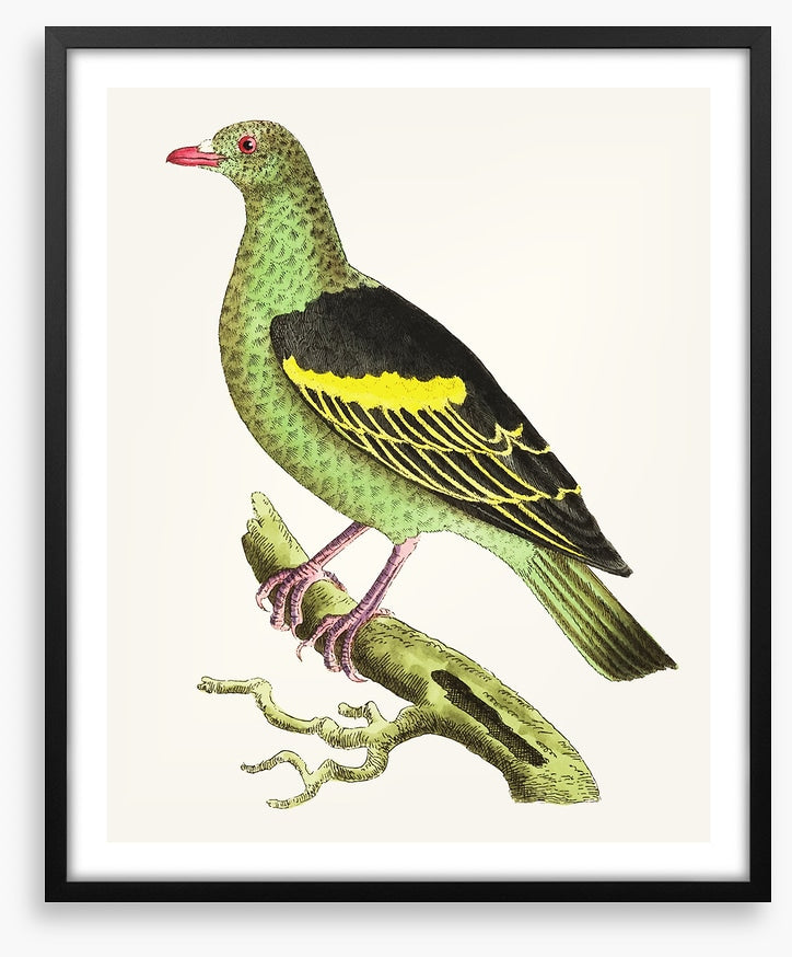 Birds