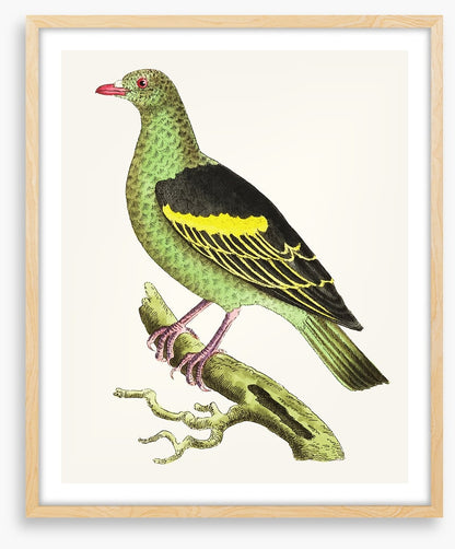 Birds