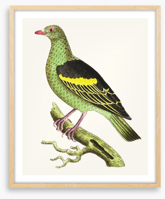 Birds