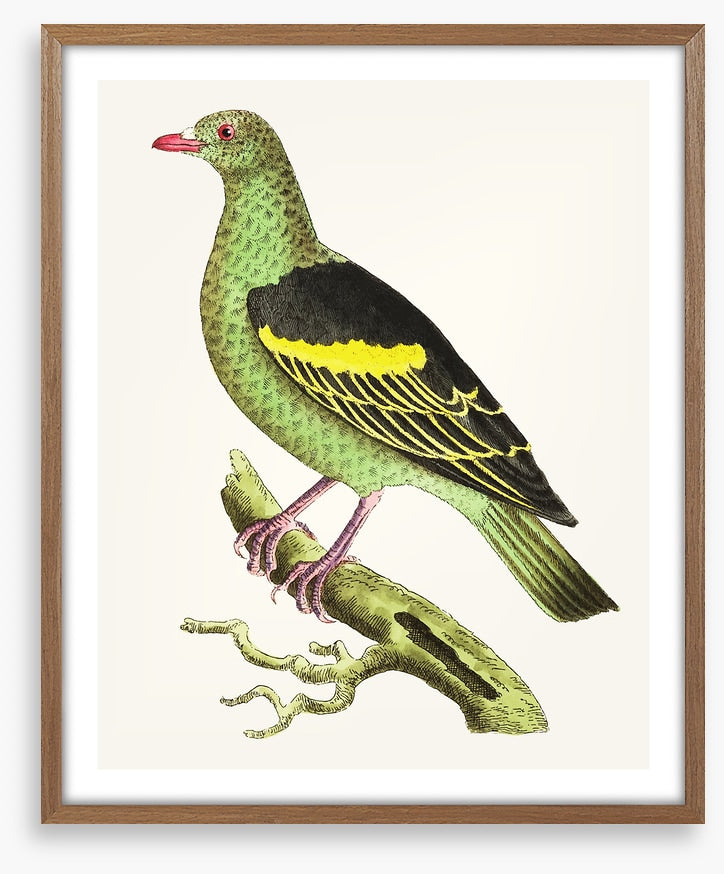 Birds