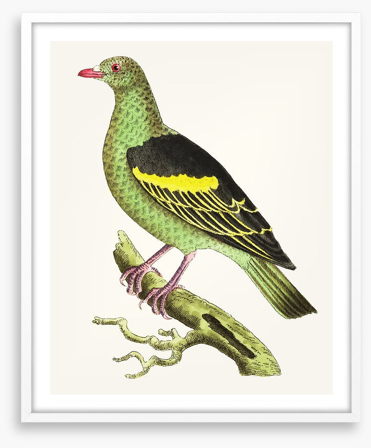 Birds