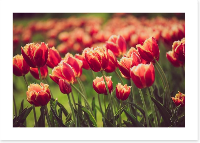 That tulip meadow