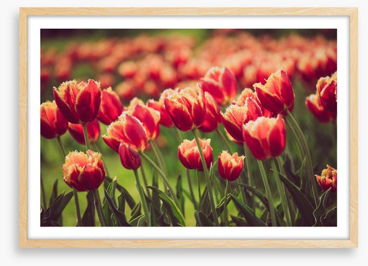 That tulip meadow