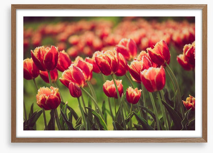 That tulip meadow