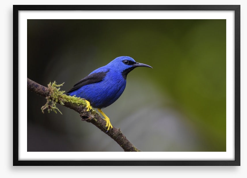 Vivid blue honeycreeper