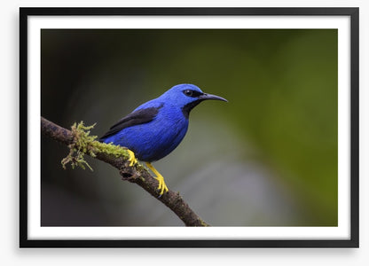 Vivid blue honeycreeper