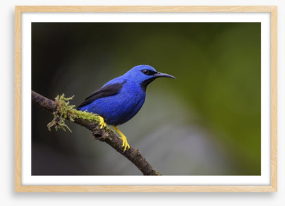 Vivid blue honeycreeper