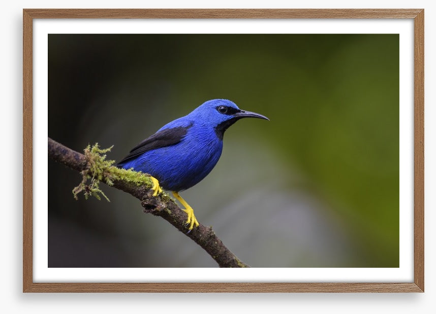 Vivid blue honeycreeper