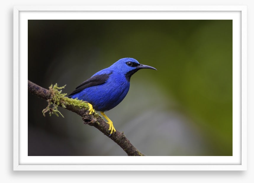 Vivid blue honeycreeper