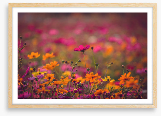 Meadows
