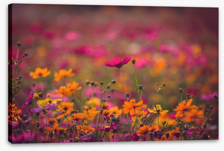 Meadows
