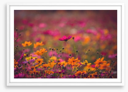 Meadows