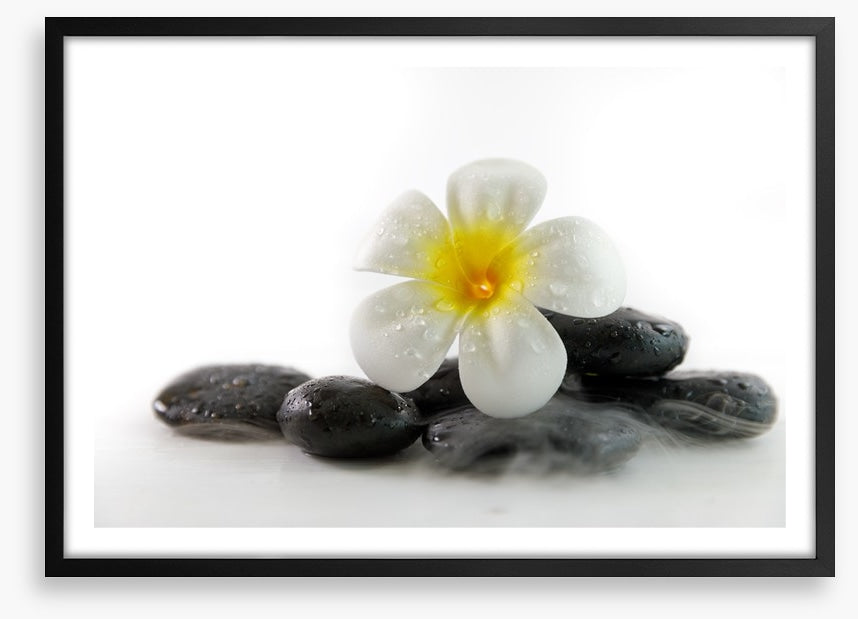 Plumeria on the rocks